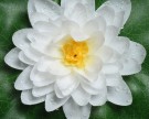 Lotus blomst thumbnail