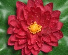 Lotus blomst thumbnail